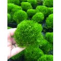 Aquafleur Easy Grow 13 Leptodictyum Riparum.