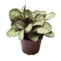 Ctenanthe burle marxii 'Amagris mint' MINI 2