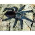 Avicularia avicularia