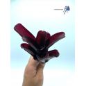 Neoregelia Superball x pauciflora