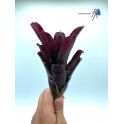 Neoregelia Superball x pauciflora 2