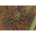 Heteropoda boiei (3/4 MUDAS)