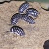 Armadillidium maculatum (10 UNIDADES)