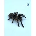 Harpactira pulchripes (Adulta)