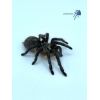 Harpactira pulchripes (Adulta)