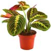 Maranta leuconeura 'Fascinator'