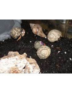 Coenobita clypeatus (Medianos) 2