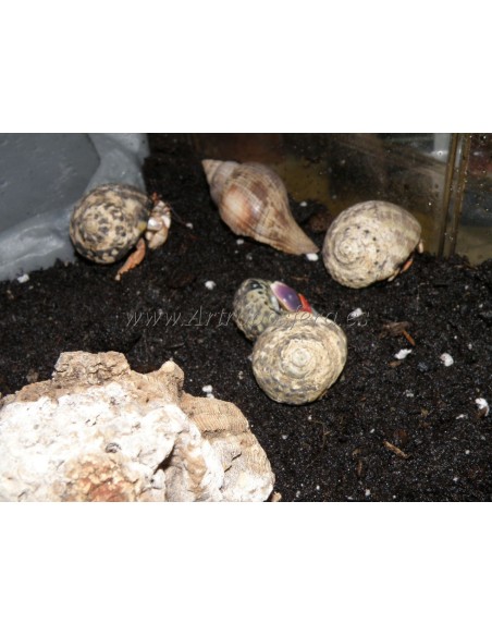 Coenobita clypeatus (Medianos)