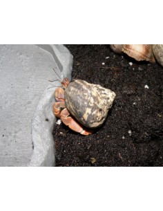 Coenobita clypeatus (Medianos)