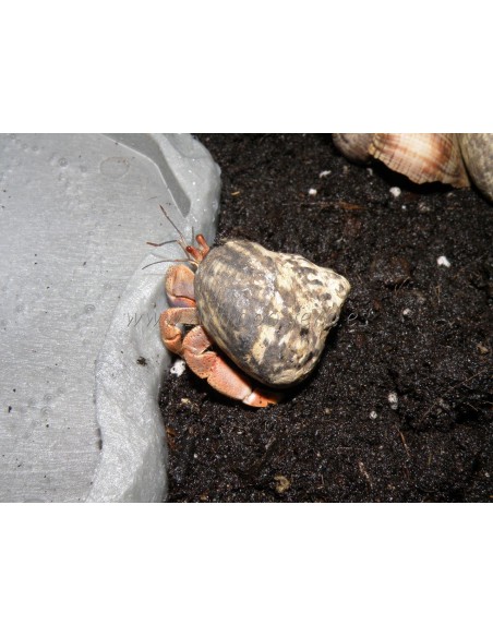 Coenobita clypeatus (Medianos)