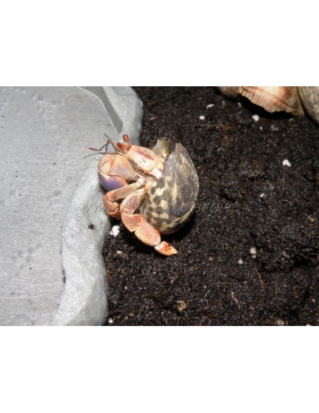 Coenobita clypeatus (Medianos)