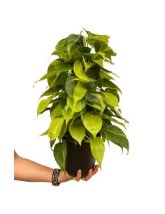 Philodendron scandens brasil
