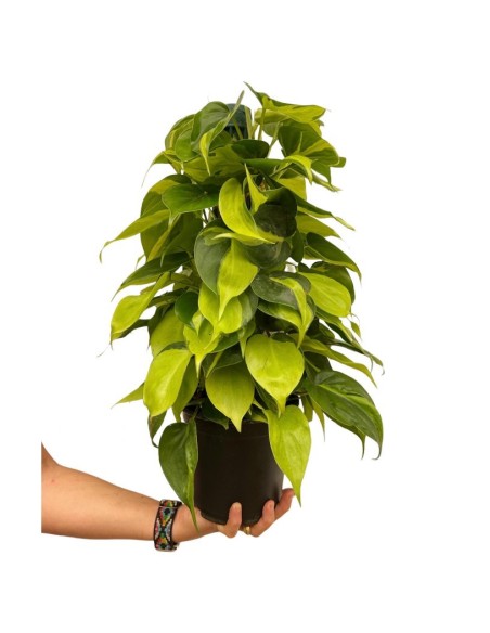 Philodendron scandens brasil