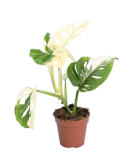 Monstera adansonii 'Variegata'