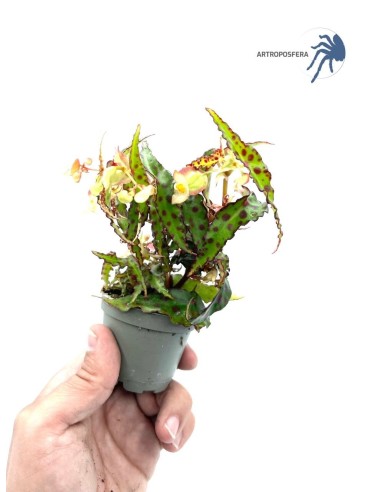 Begonia amphioxus Mini