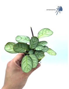 Ctenanthe burle marxii 'Amagris mint' MINI