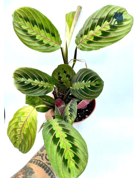 Maranta leuconeura 'Fascinator'