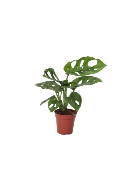Monstera adansonii