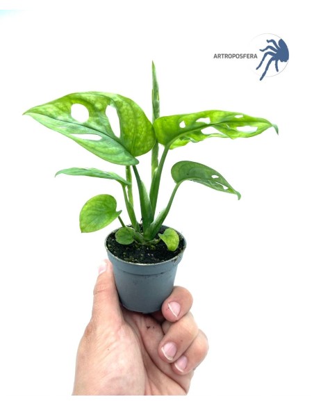 Monstera adansonii