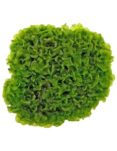 Lomariopsis lineata (Round Pellia Moss) 80 cc – Planta Acuática
