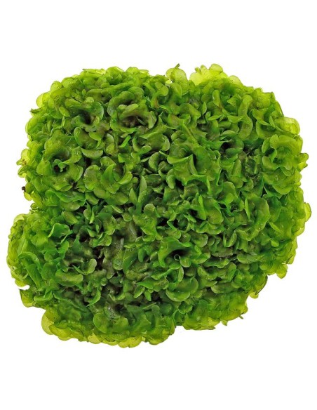 Lomariopsis lineata (Round Pellia Moss) 80 cc – Planta Acuática