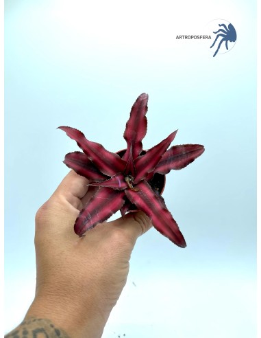 Cryptanthus bivittatus "Red Star"