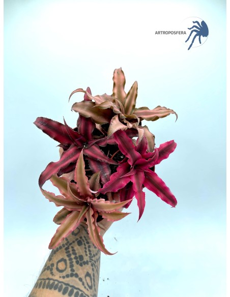 Cryptanthus bivittatus