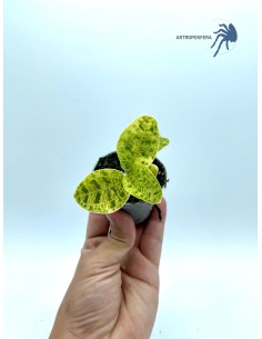 Macodes petola "light green" 2