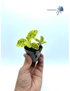 Macodes petola "light green"