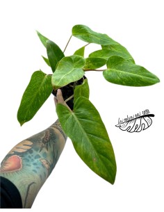 Philodendron 'Painted Lady' 2