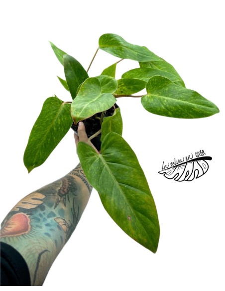 Philodendron 'Painted Lady'