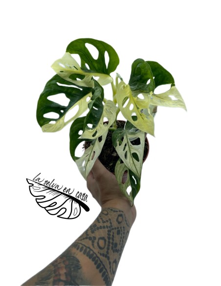 Monstera adansonii 'Variegata'