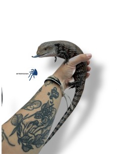 Tiliqua gigas