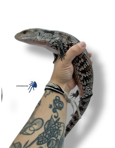 Tiliqua gigas 2