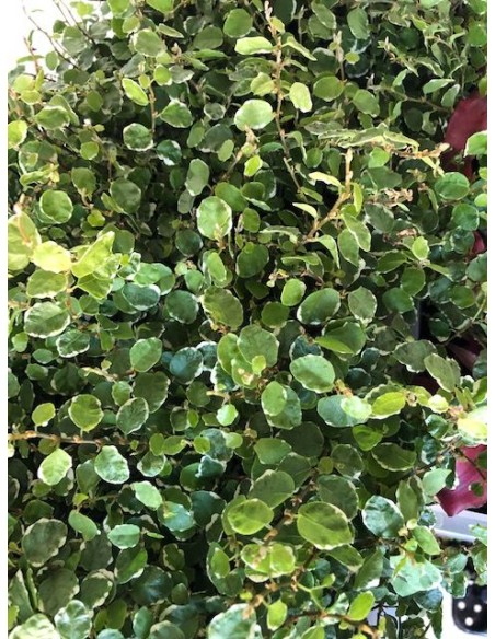 Ficus pumila White Sunny