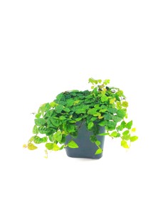 Ficus Colombia 2
