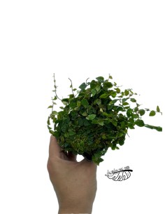 Ficus Colombia
