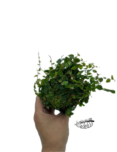 Ficus Colombia