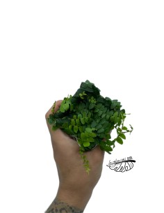 Marcgravia sp green