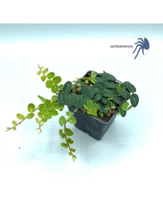 Marcgravia sp 2