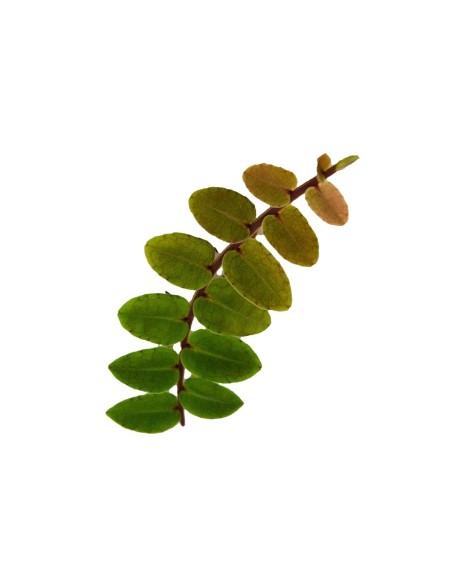 Marcgravia sp