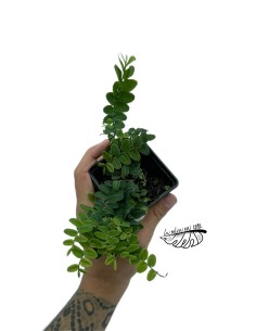 Marcgravia sp
