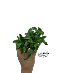 Microgramma reptans