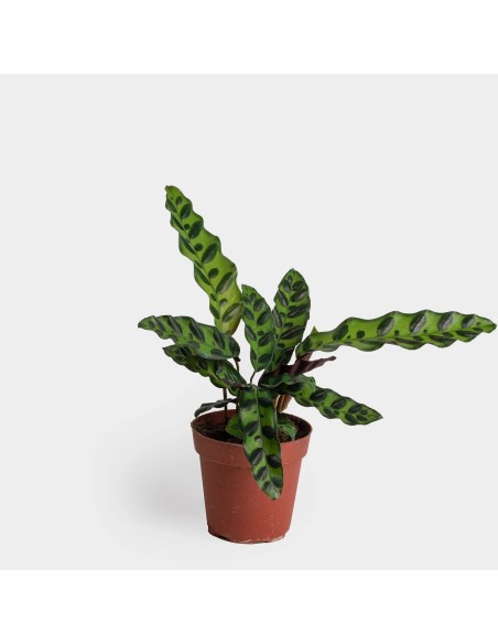 Calathea lancifolia