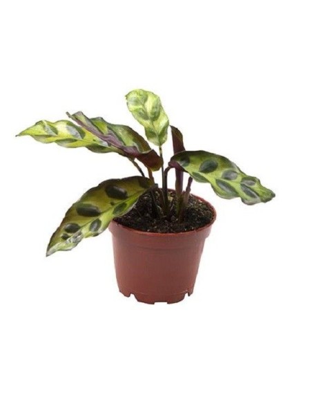 Calathea lancifolia