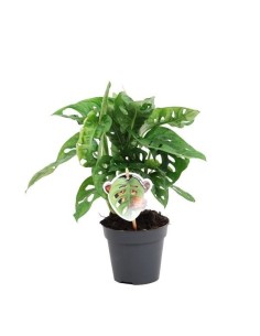 Monstera obliqua 'Monkey Leaf' 2