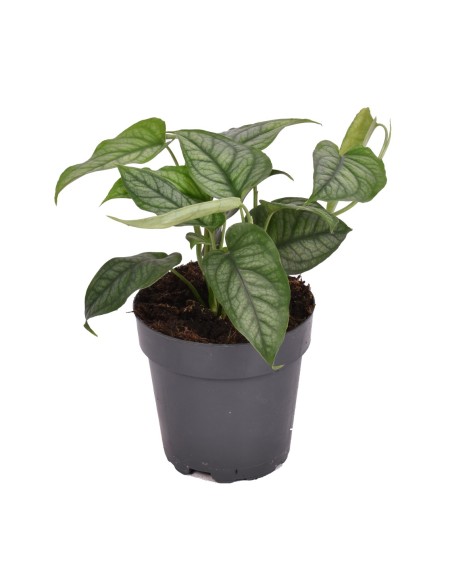 Monstera siltepecana