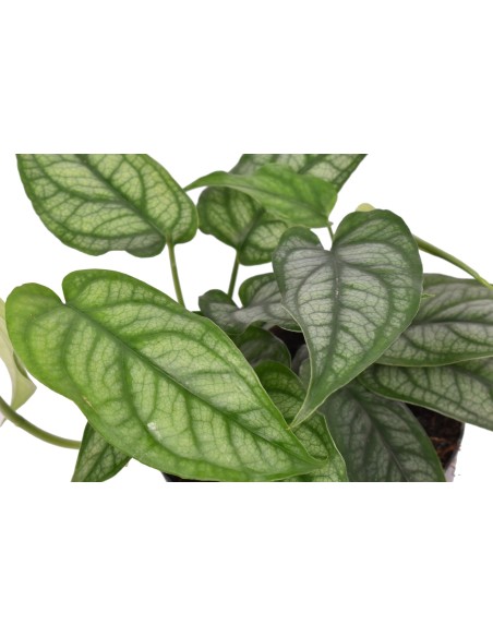 Monstera siltepecana