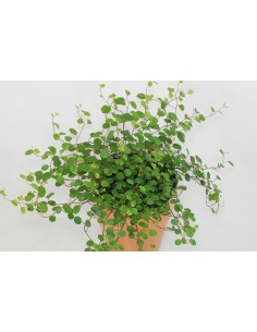 Muehlenbeckia complexa 2