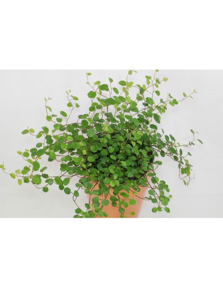 Muehlenbeckia complexa